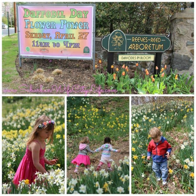 Reeves Reed Flower Power Daffodil Day