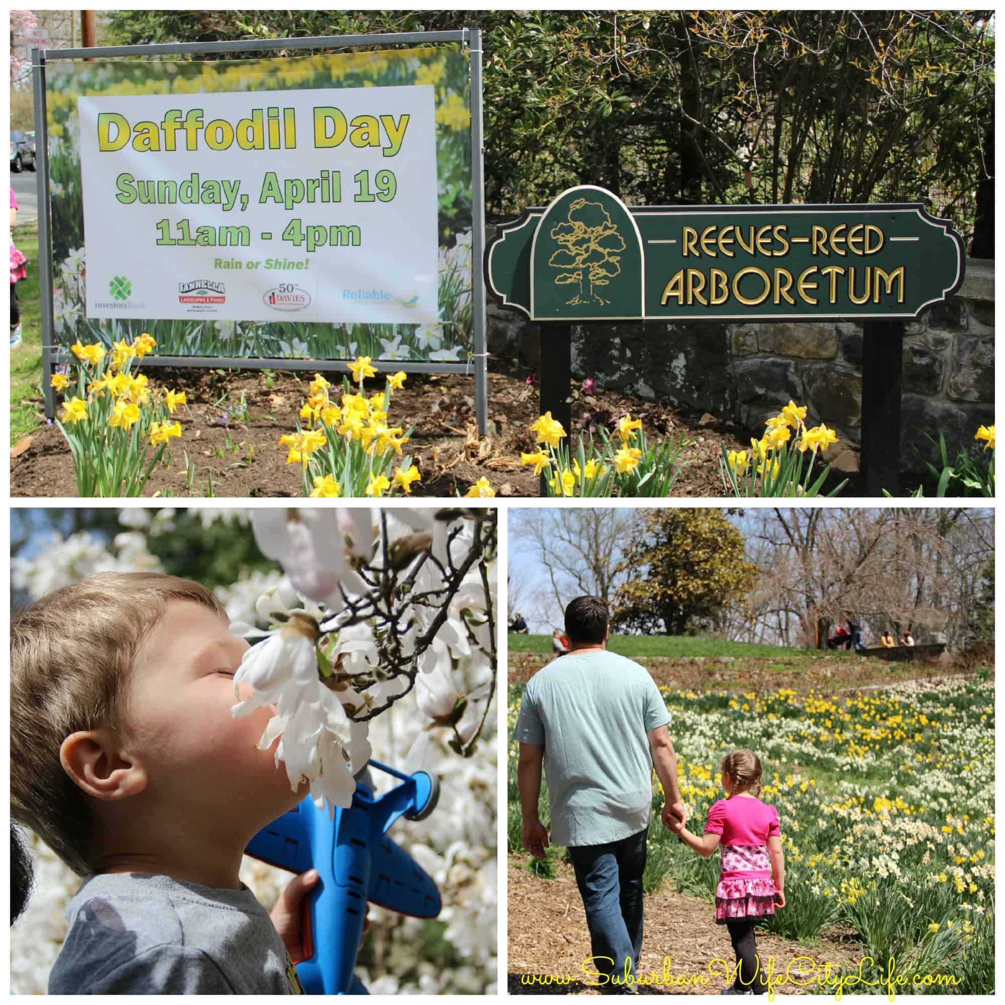 Daffodil Day Reeves-Reed Arboretum