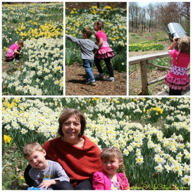 Reeves Reed Arboretum Daffodil Day bowl