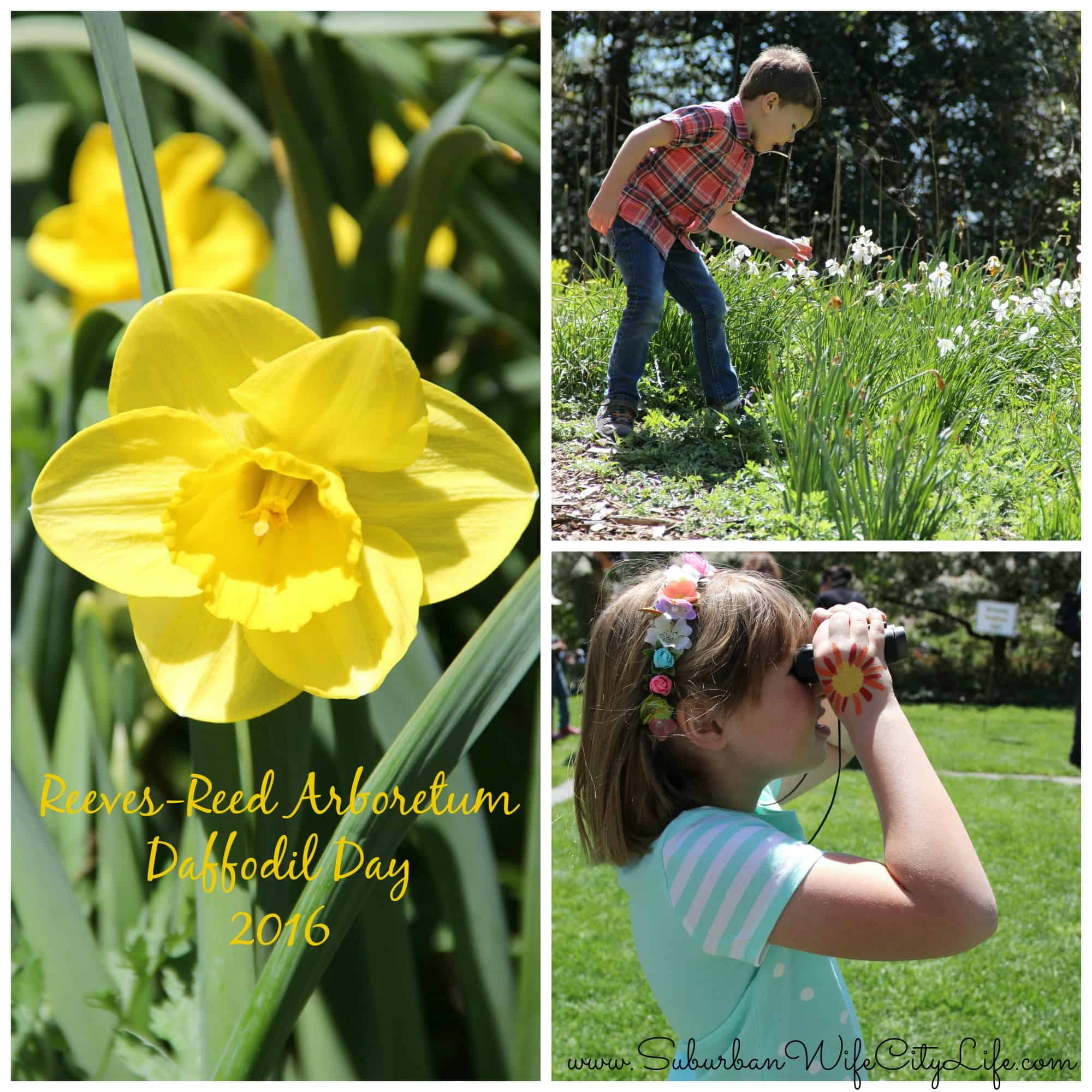 Daffodil Day at Reeves-Reed Arboretum 2016