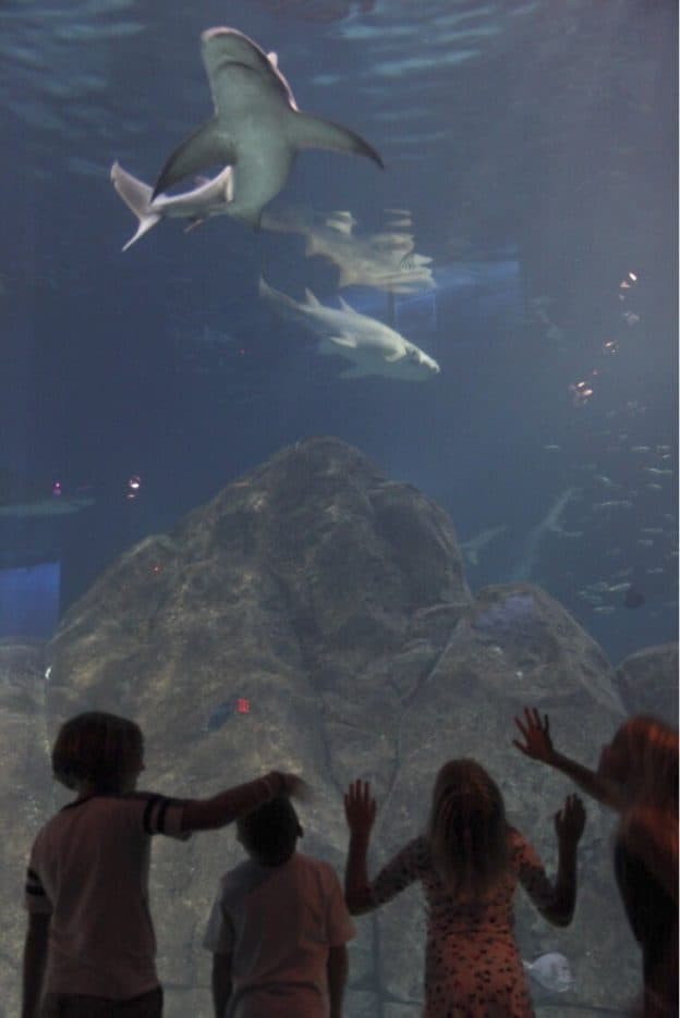 Camden Adventure Aquarium