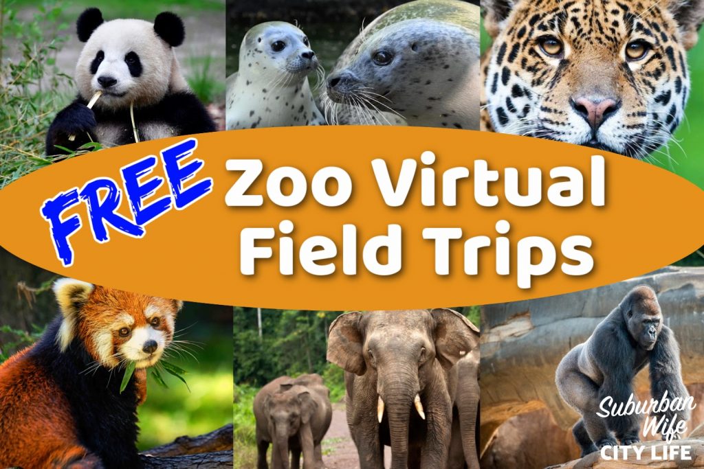 Zoo Virtual Field Trips